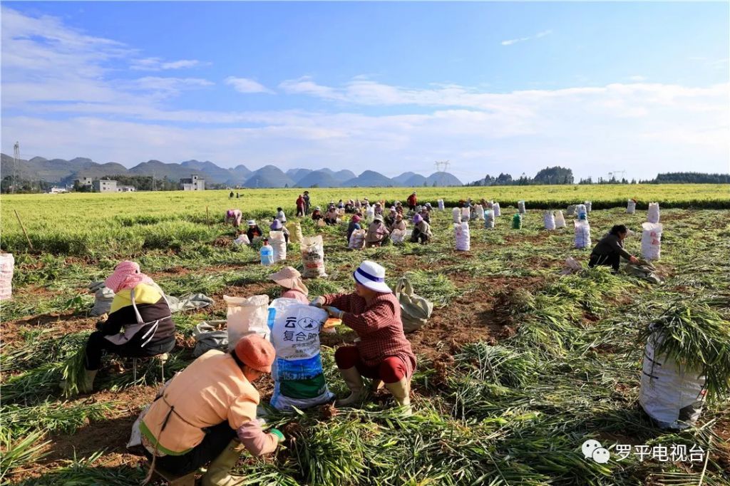 罗平县经济gdp收入_罗平县地图