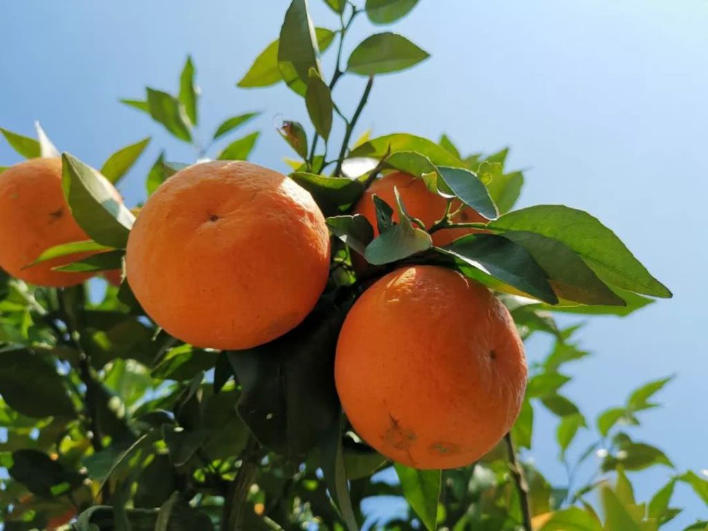 罗平600亩沃柑进入成熟期,周末又一好去处