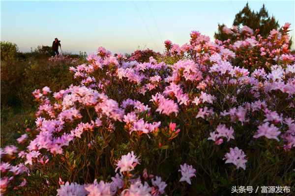 珠江源农网--富源杜鹃开满山,人间最美四月天