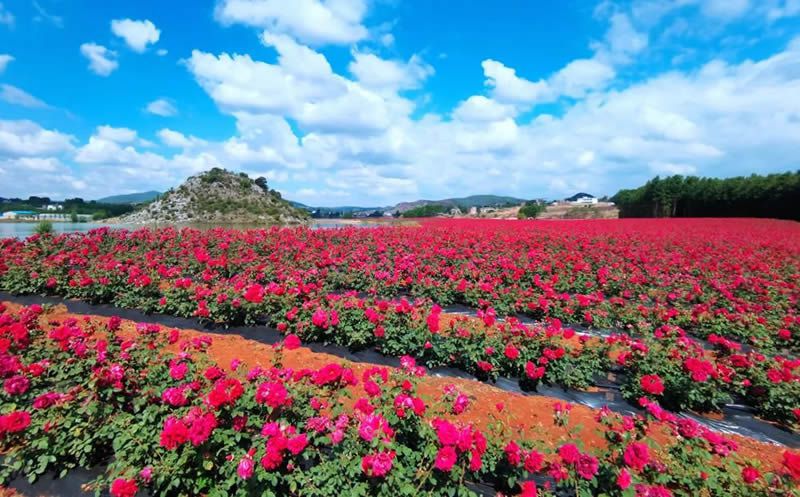 赏花 // 陈茹