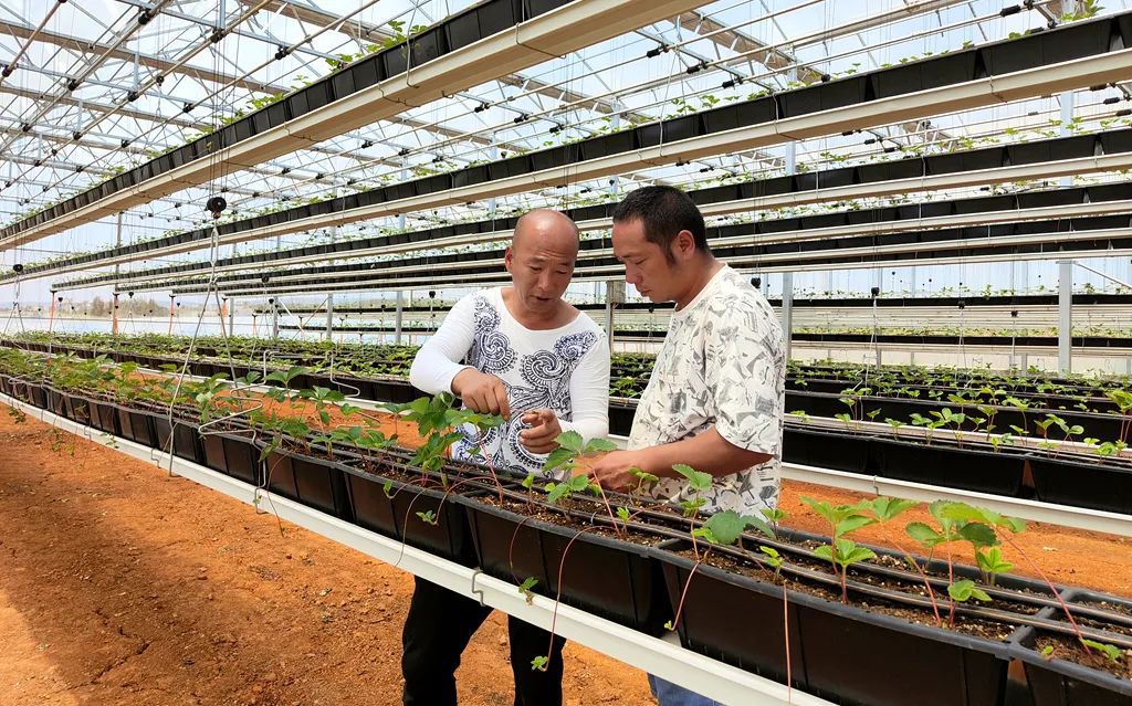 江苏邳州：水果番茄水灵灵