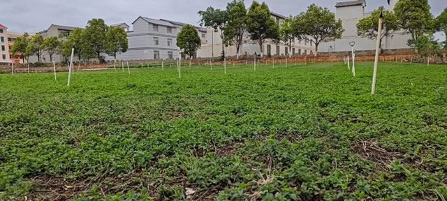 宣威朱屯社区：小菜种植鼓起群众“钱袋子”