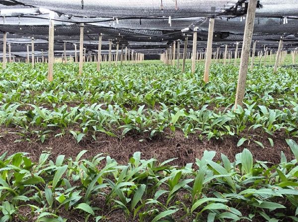 定兴县举办首届蔬菜瓜果种苗嫁接技术竞赛