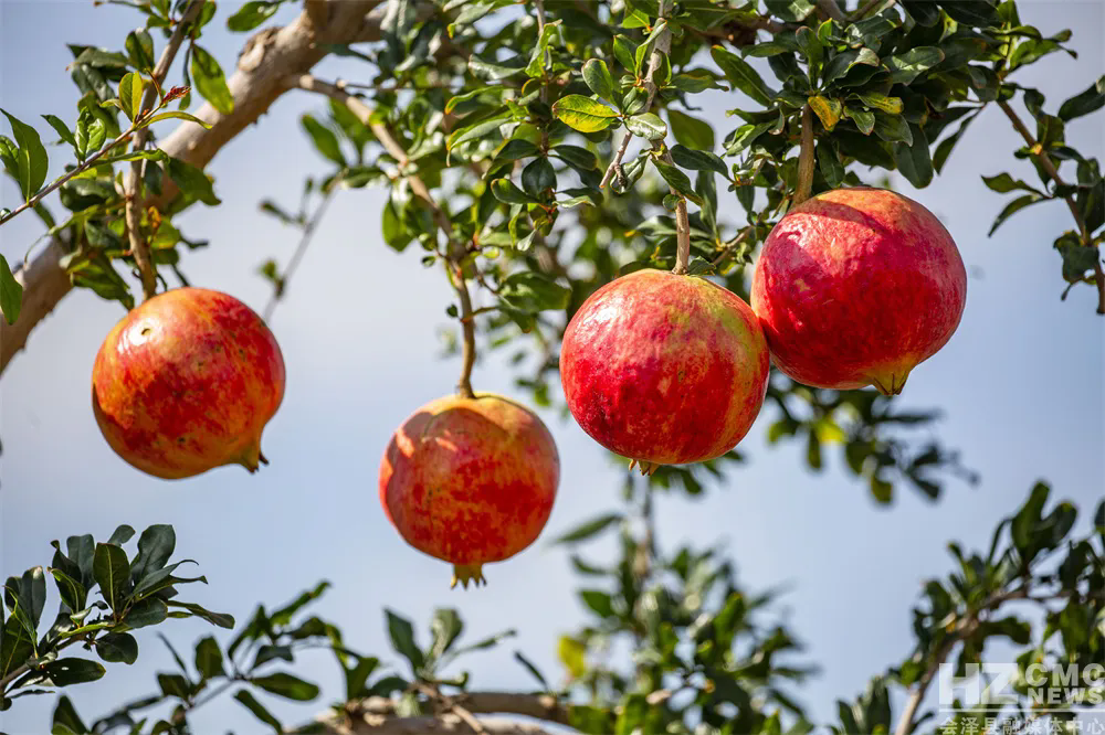 会泽盐水石榴