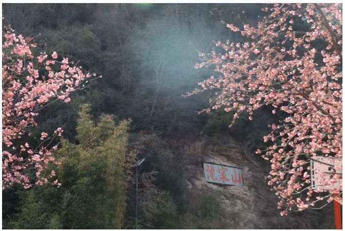 马龙区：绚丽樱花漫山开，春日赏花正当时