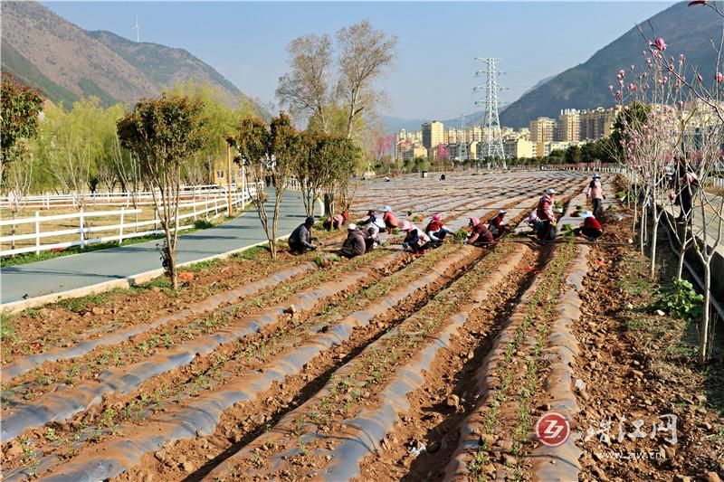 钟屏街道：食用玫瑰种植铺就乡村振兴路