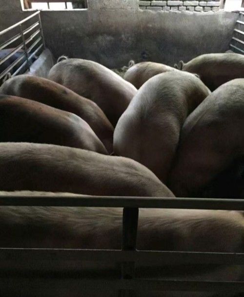 三元肥猪1.jpg