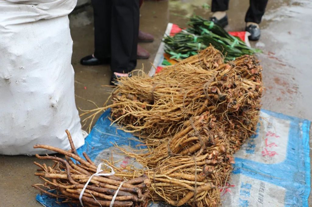 罗平：端午的“天然药膳”——百草根