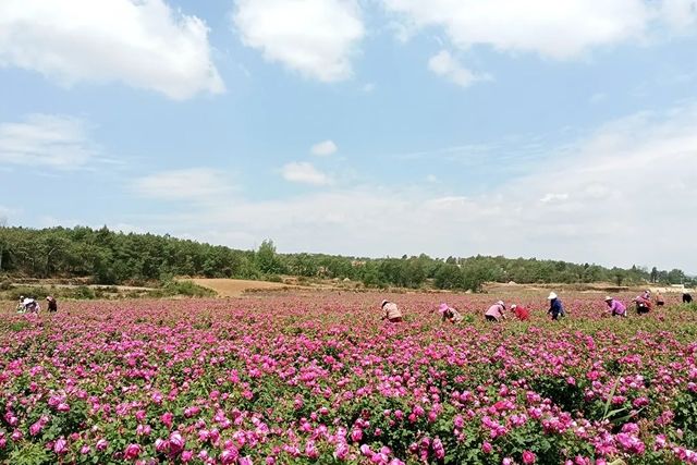 宣威板桥街道：玫瑰花铺就乡村振兴“芳香路..