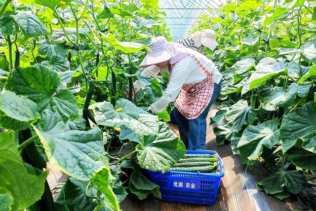 宣威来宾街道：龙洞河蔬菜走俏“北上广”大..