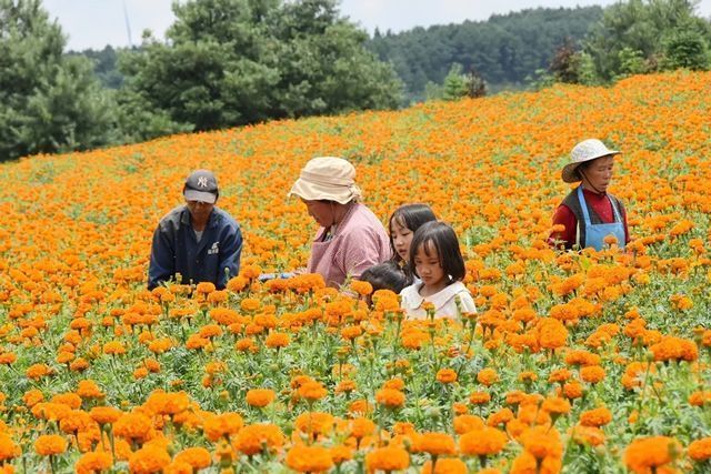 宣威：田间绽放“增收花”