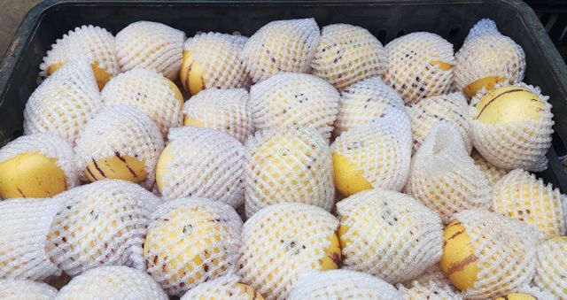 68d88db9520ff.jpg 人参果2.jpg