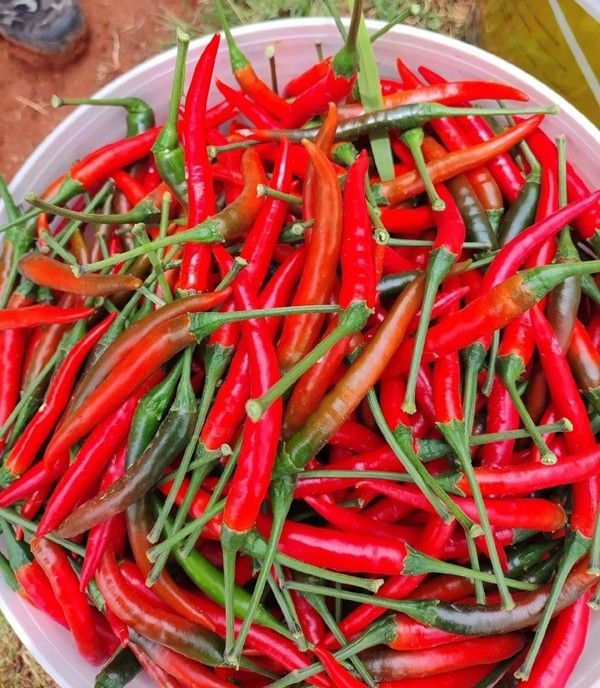 68db23b631833.jpg 小米辣.jpg