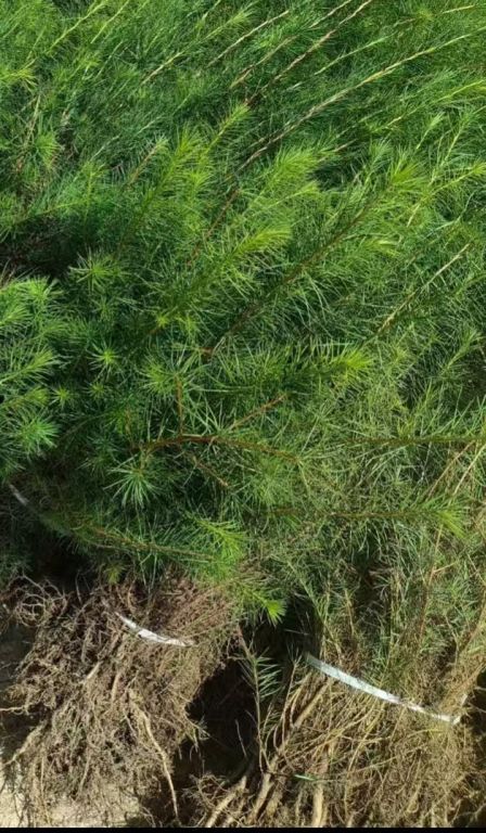 68db2d54e7cfc.jpg 056d641005a1982e189b05cfed09d1f8.jpg