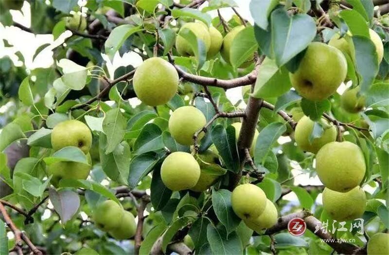 以礼街道先锋社区：宝珠梨带动农户增收致富..