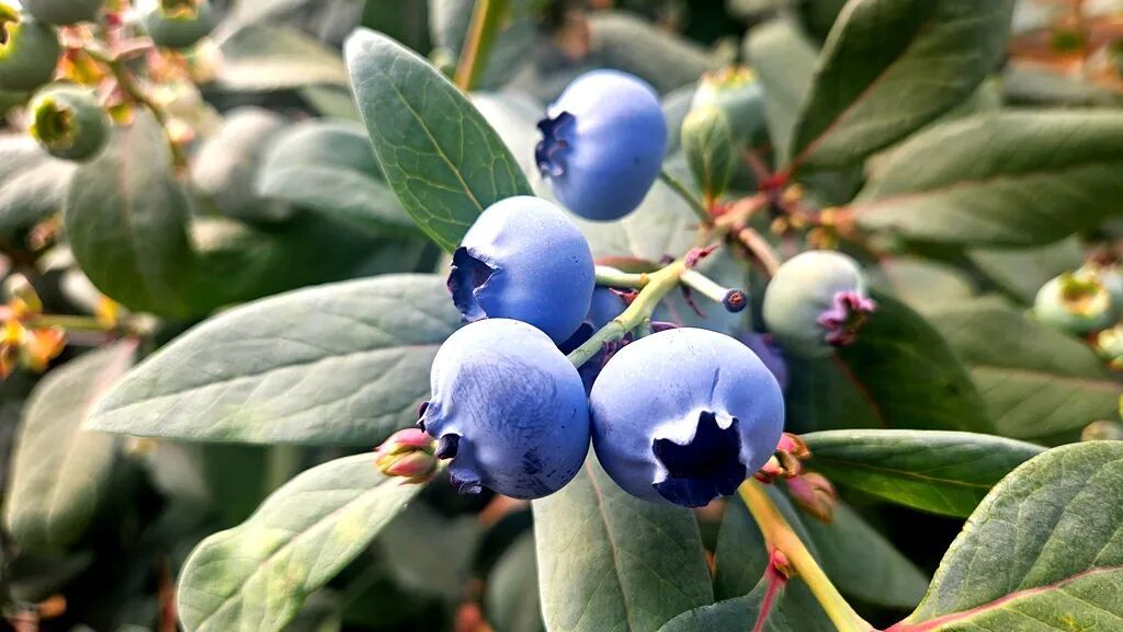 宣威板桥街道:蓝莓错峰上市 走俏北上广