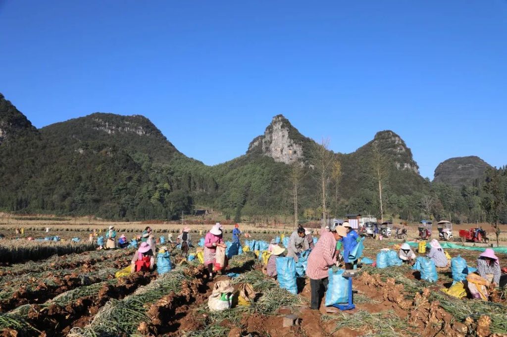 罗平县板桥镇:小黄姜喜获丰收 合作社多..