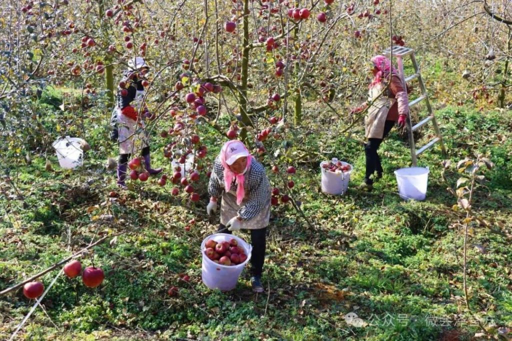 会泽县拖姑村：晚熟苹果实现 “跨境热销”..