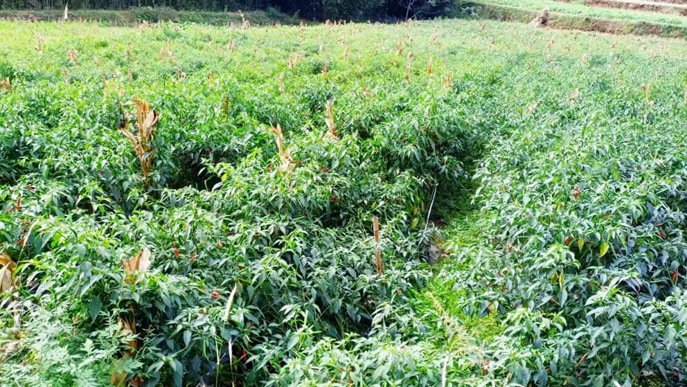 宣威龙场镇：创新发展路径 赋能乡村共富新..