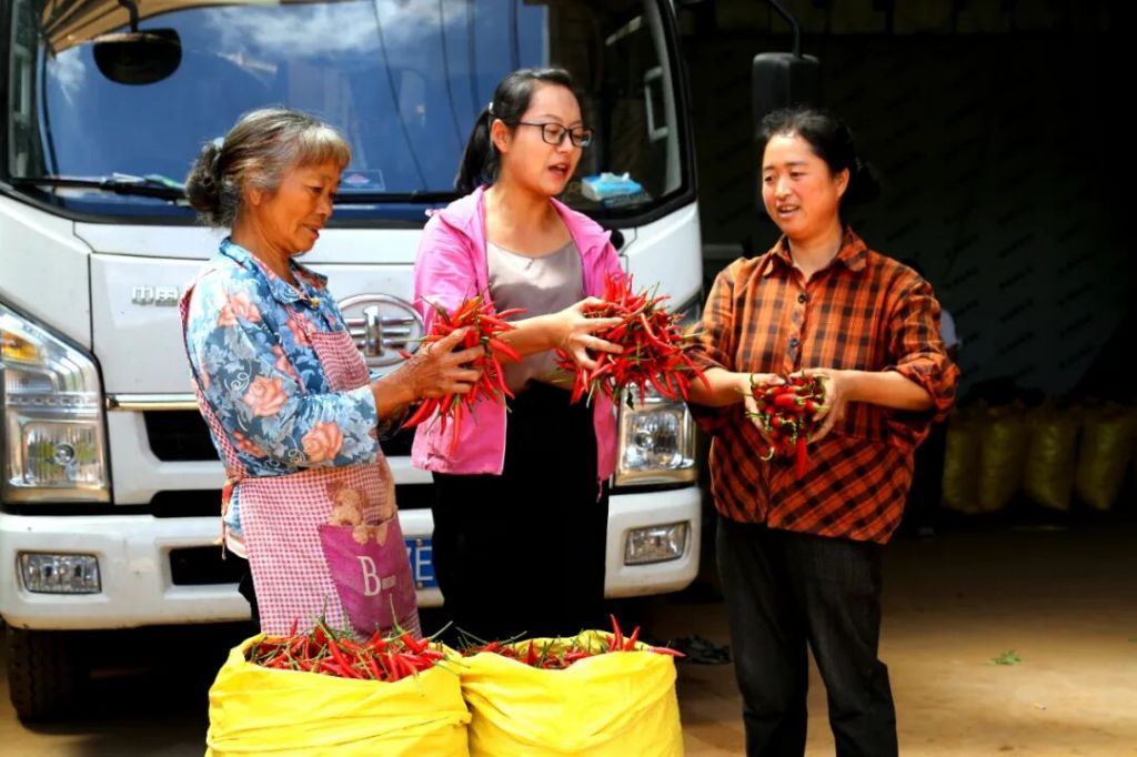 云南宣威:“烟菜”轮作激活增收“新密码”