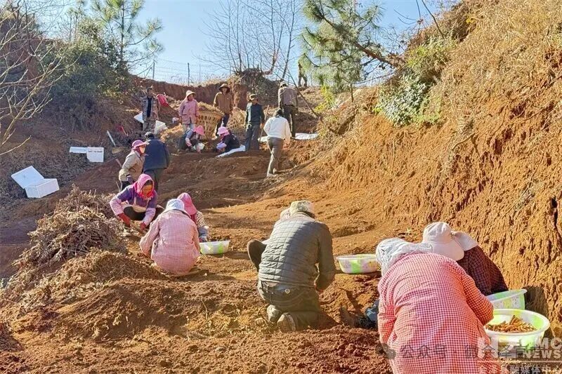 会泽:田坝乡林下天麻种出生态致富路