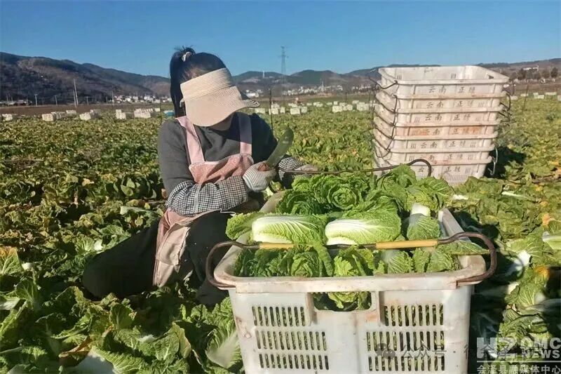 会泽:乐业镇300亩娃娃菜迎来丰收季