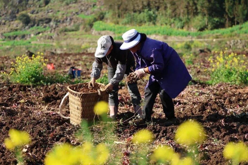 罗平大水井乡:红箐村的“致富”年味——从..