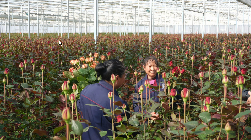 马龙区全力推进高质量就业