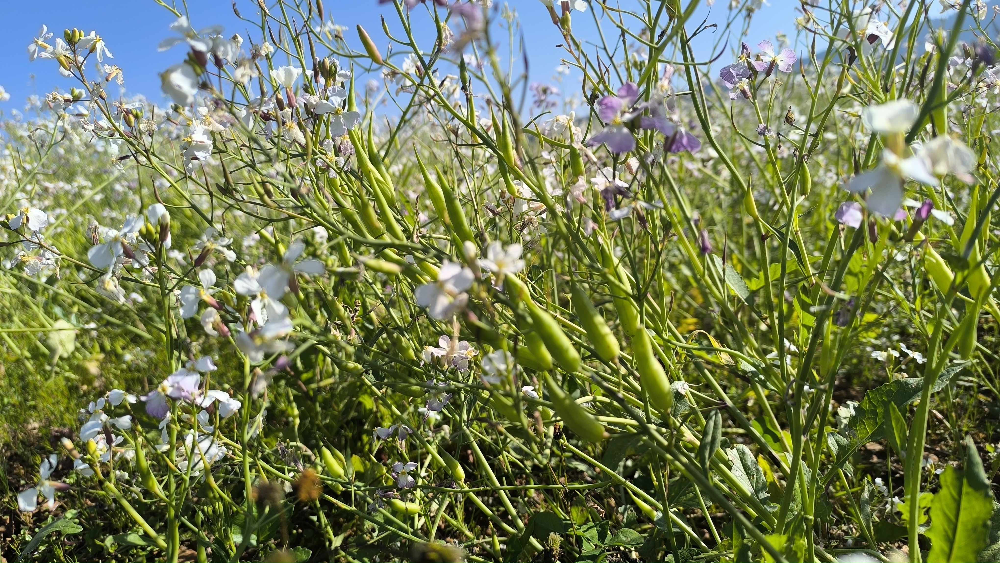 马龙区:金色花海,振兴画卷