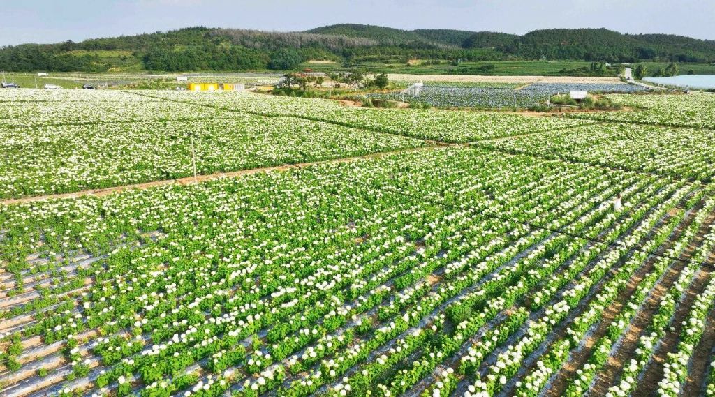 品种20余种 年产量3.77亿枝!曲靖马..