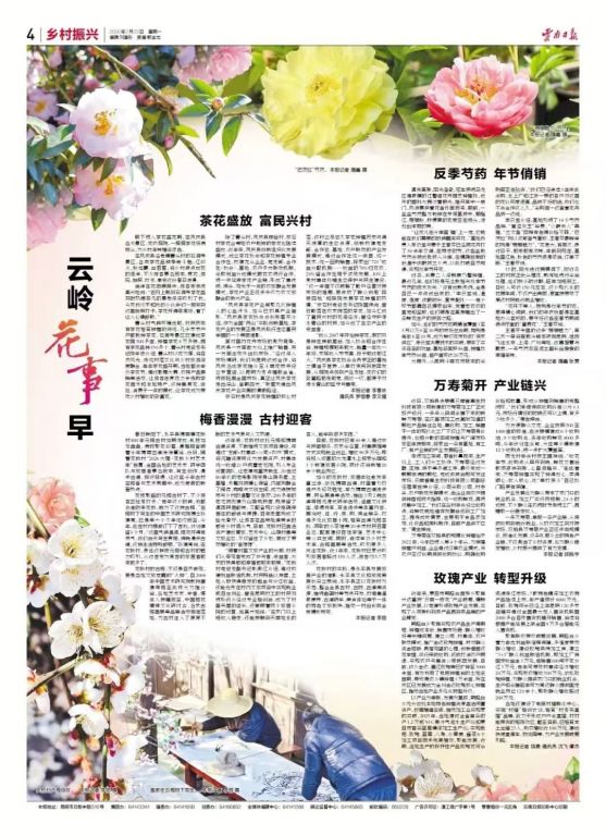 反季芍药 年节俏销