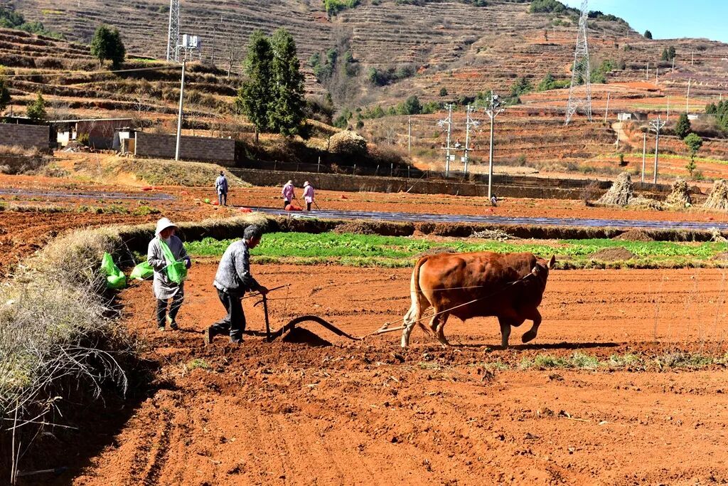 宣威龙场镇:抢抓农时种薯忙 小春马铃薯种..