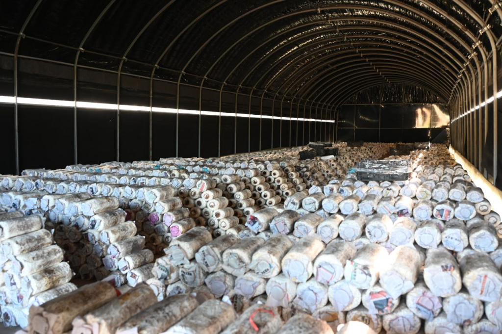 小平菇撑起致富伞