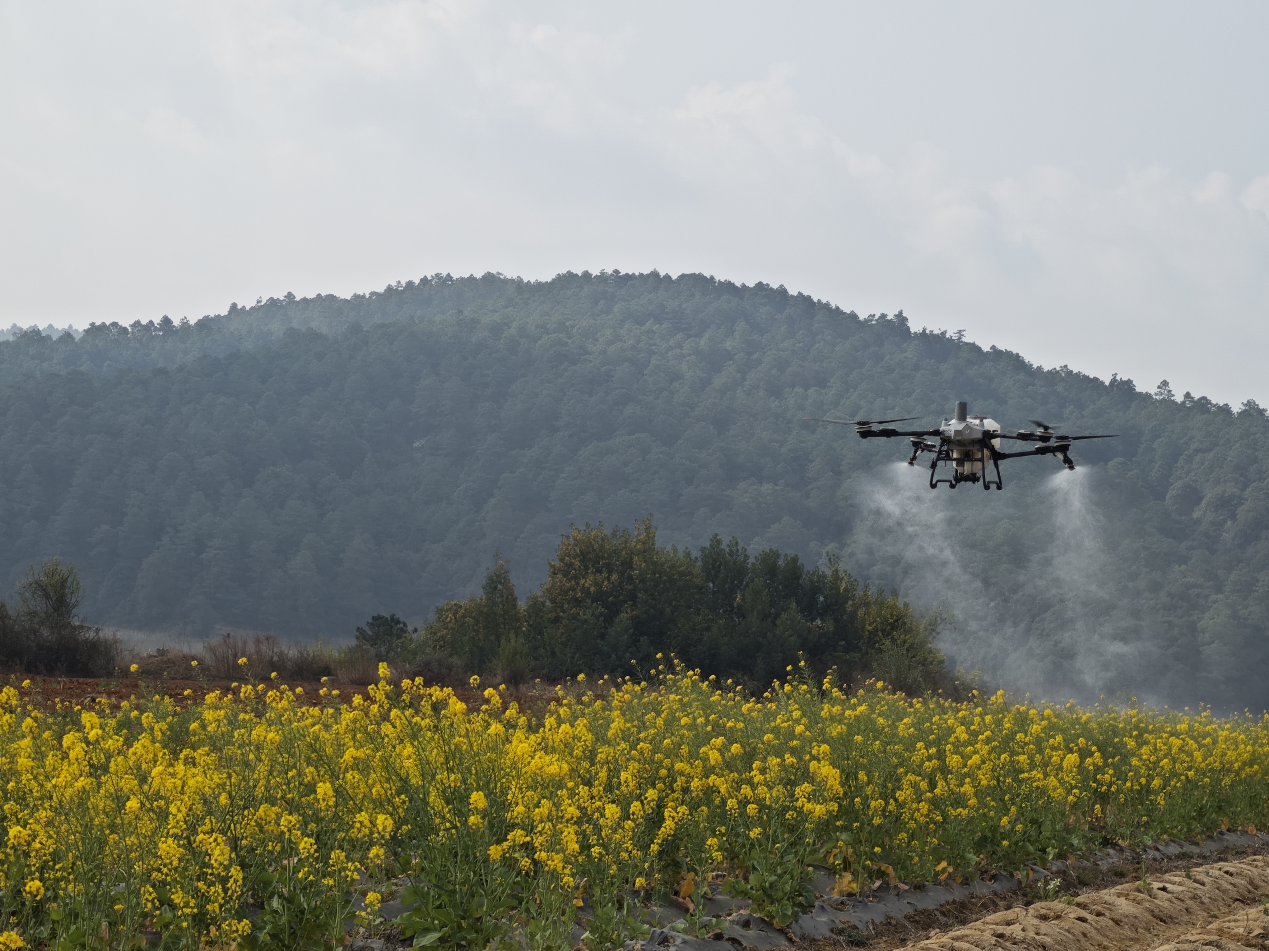 马龙区：科技赋能护丰收 无人机“护航”油..