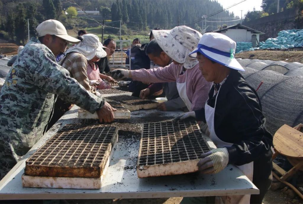 罗平钟山乡：不负春光抢农时 烤烟育苗播种..