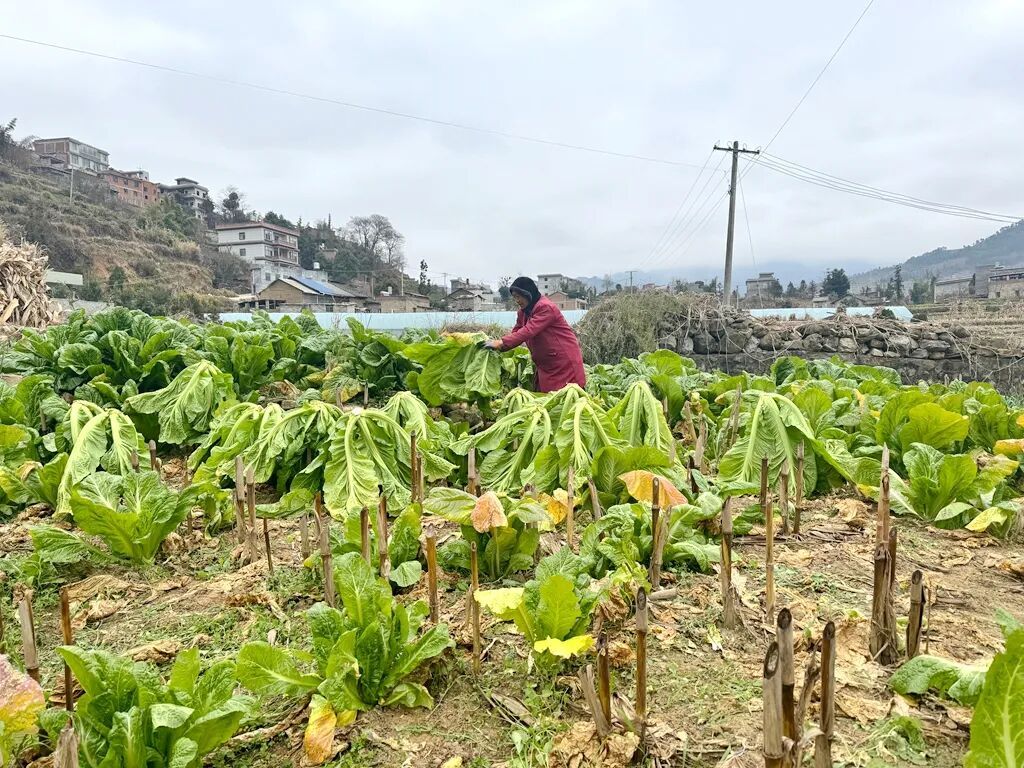 宣威可渡村：干酸菜成群众“幸福菜”
