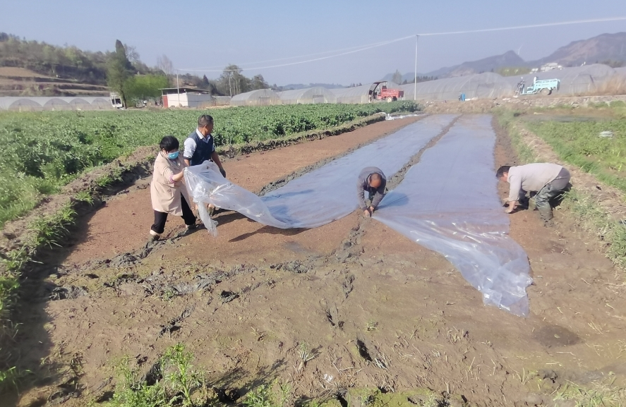 马龙区水稻播种育苗工作全面启动