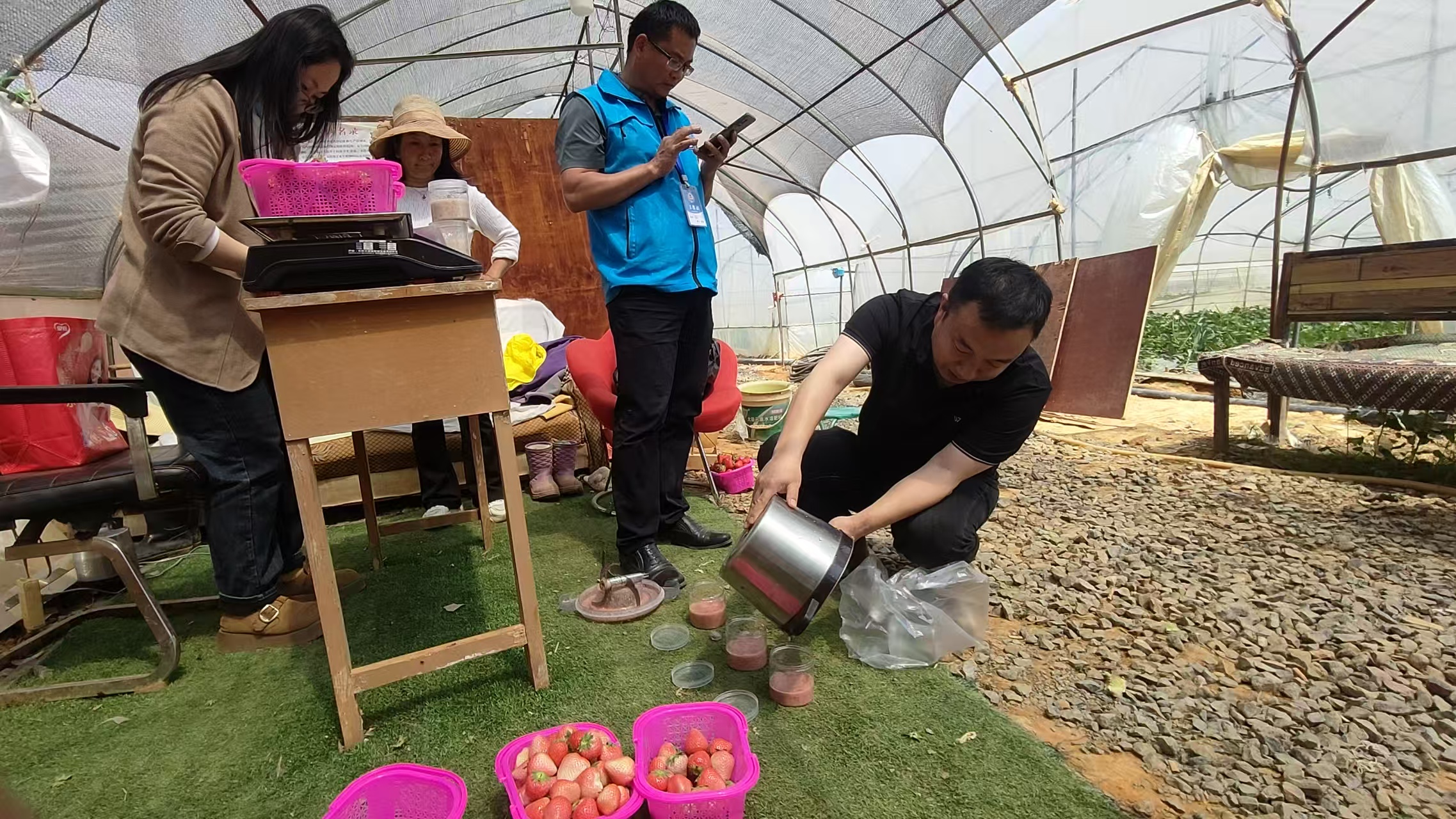 市区联合开展草莓专项抽检 守护群众“莓”..