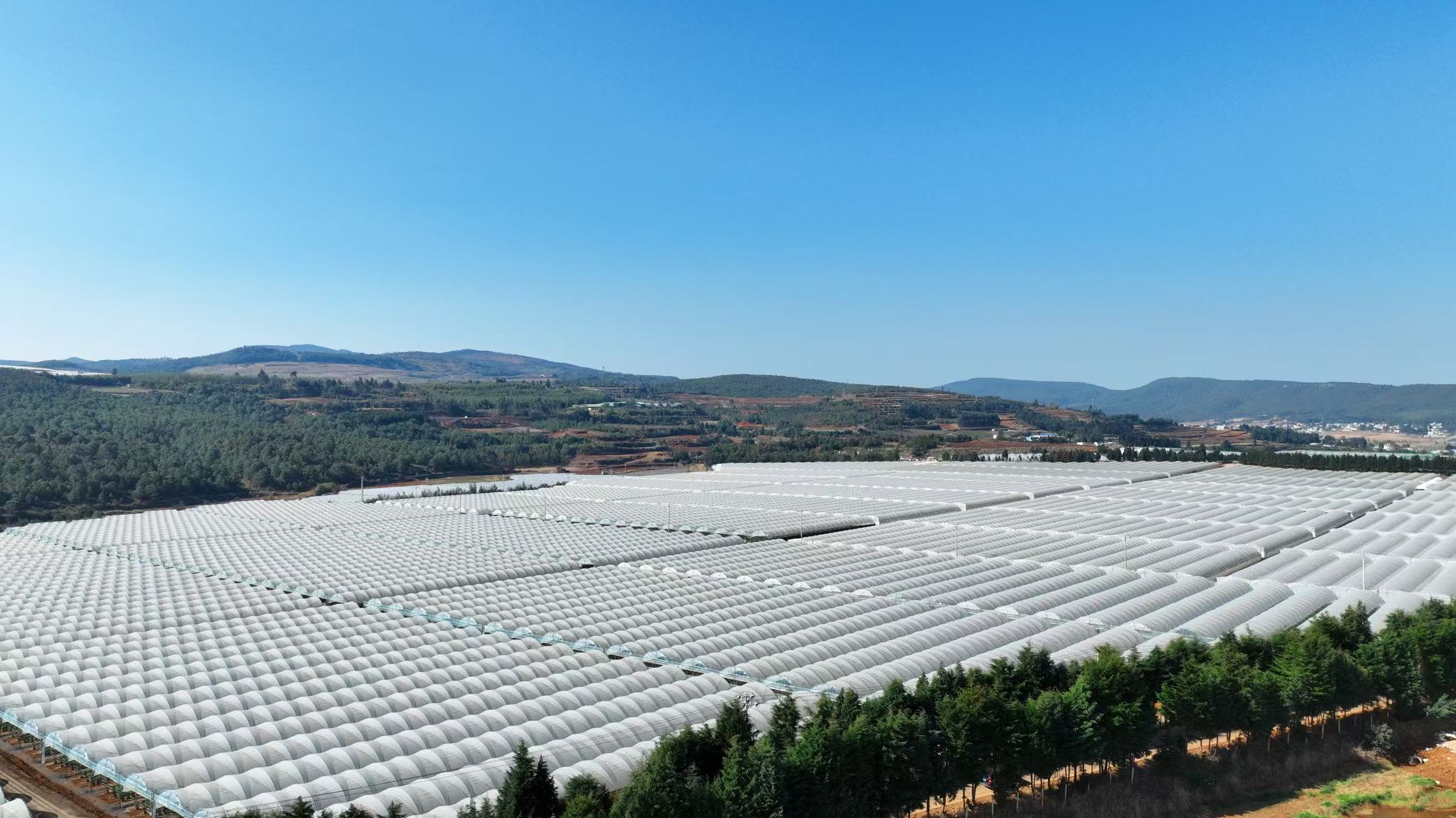 马龙区:蓝莓“甜蜜果”变身增收“硬利器”