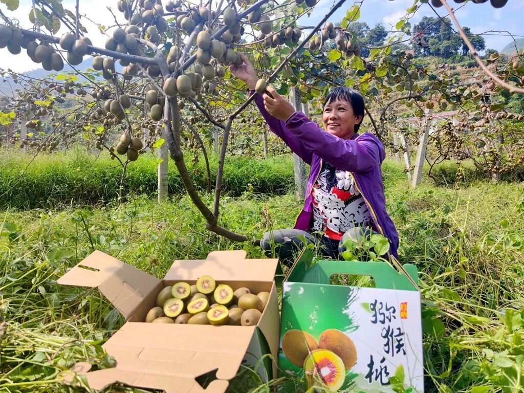 宣威杨柳村：山上结“蓝”果，地里生“金”..