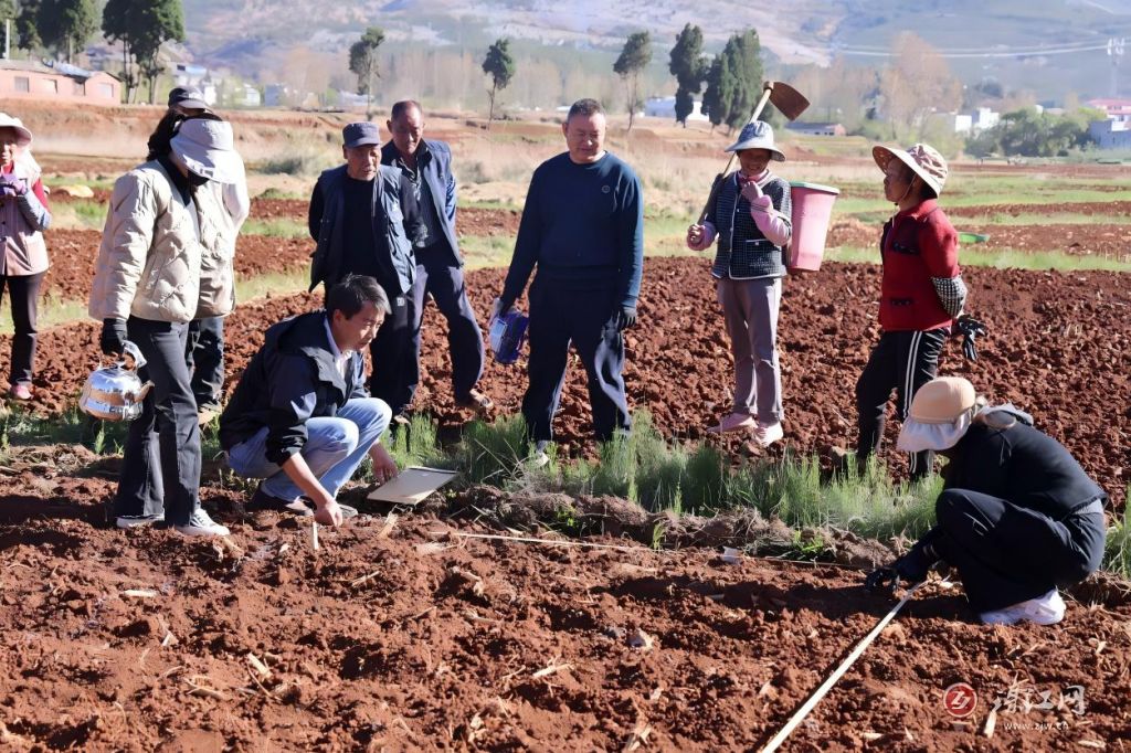 会泽县古城街道：精细化管理赋能粮食生产，..