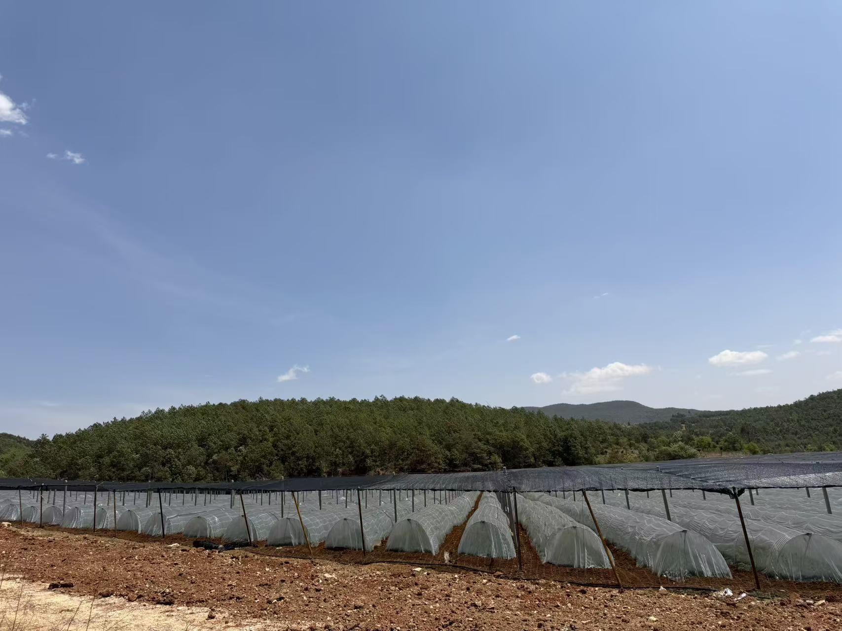 大庄乡：引进优质企业发展黄精种植 筑牢群..