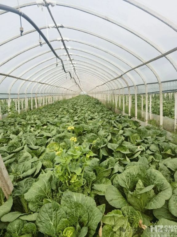 会泽：田坝乡春季蔬菜迎丰收