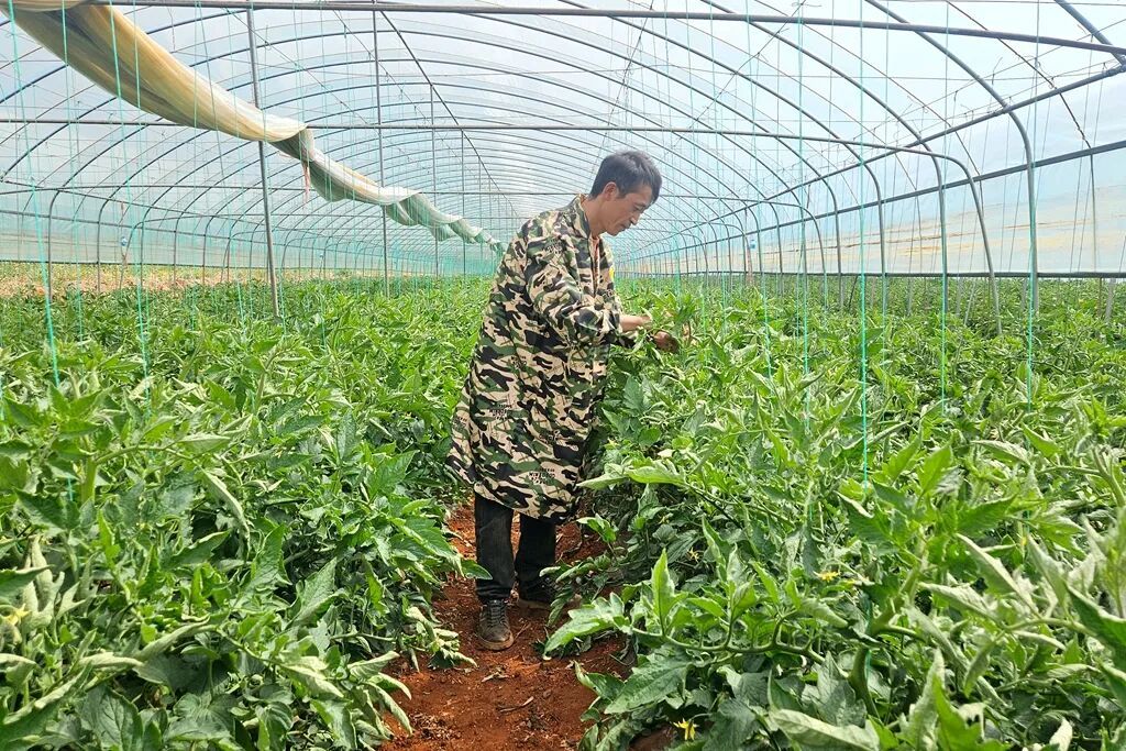 宣威板桥：蔬菜大棚春意浓 种出致富好“丰..