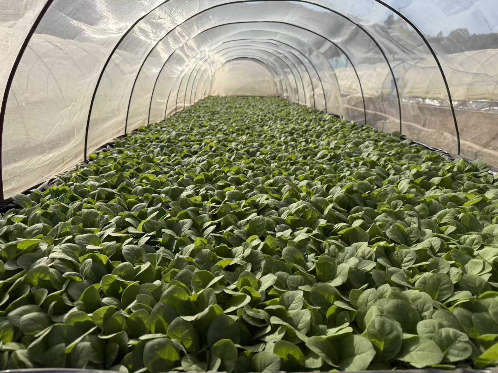 大庄乡：抢抓农时推进烤烟育苗移栽 筑牢乡..