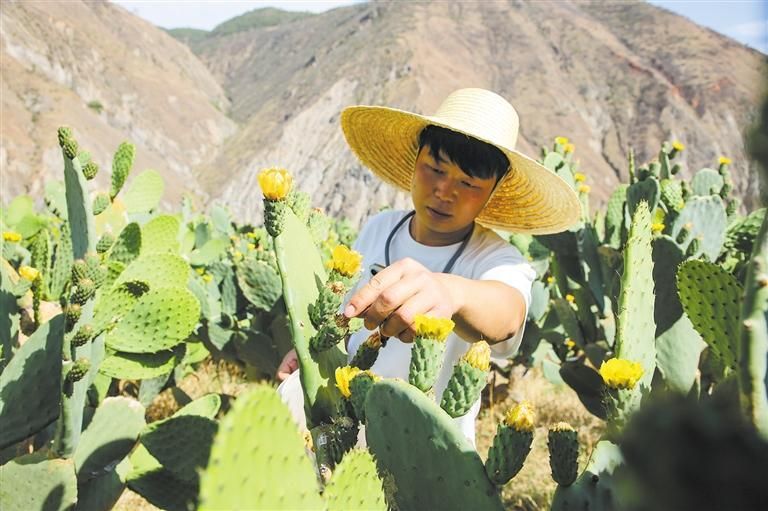 石旮旯里种出“金疙瘩”