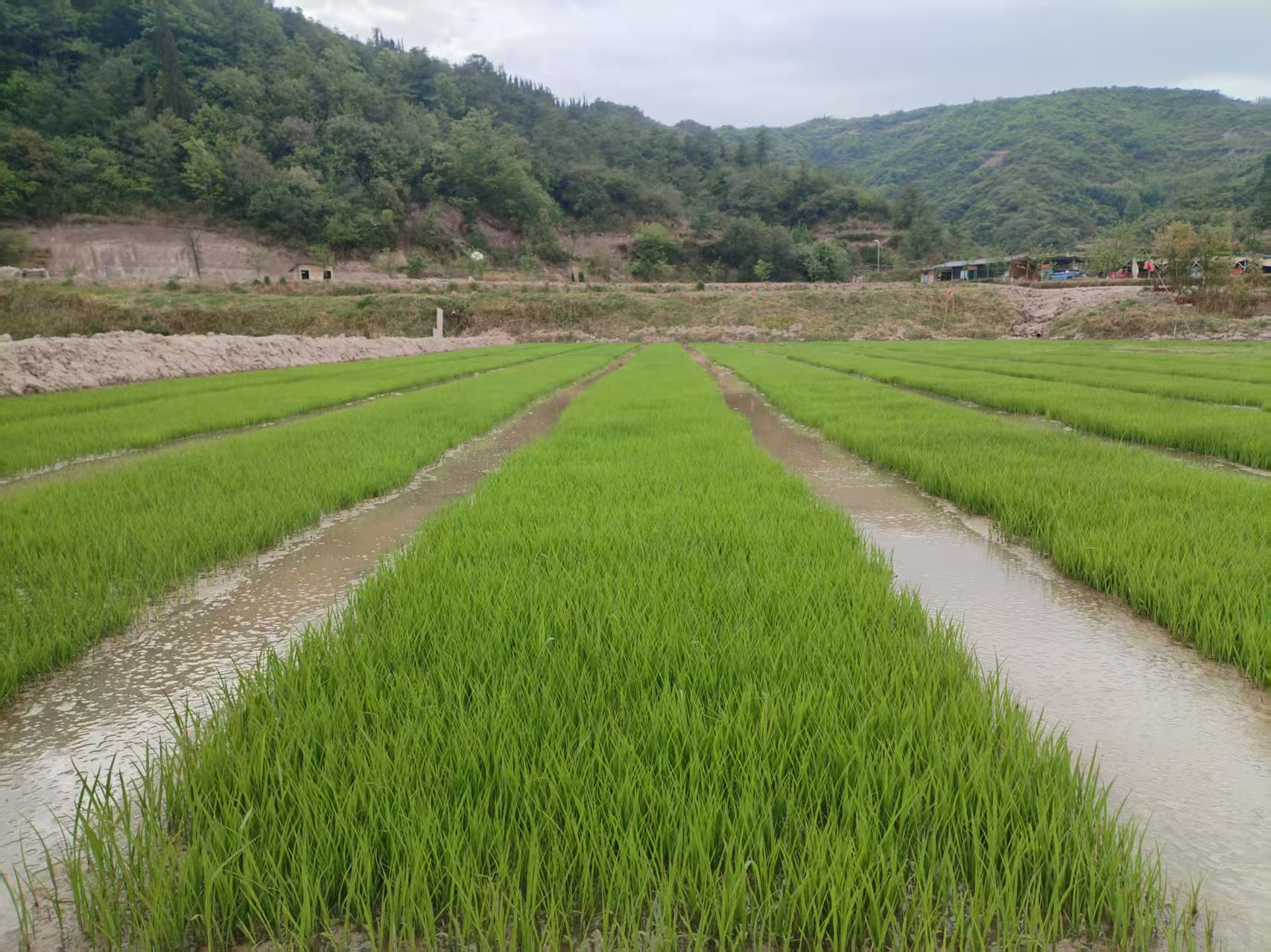 区农业农村局:科学管好秧苗 筑牢水稻高产..