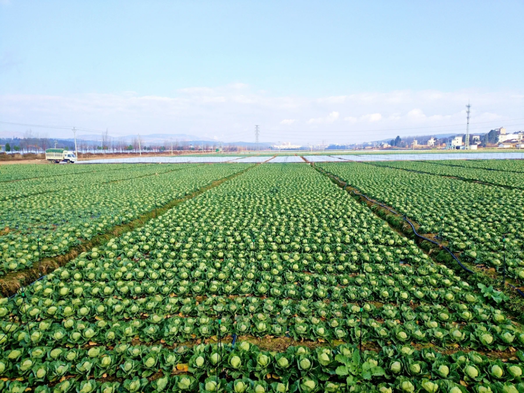 马龙区实施农业绿色发展提升行动