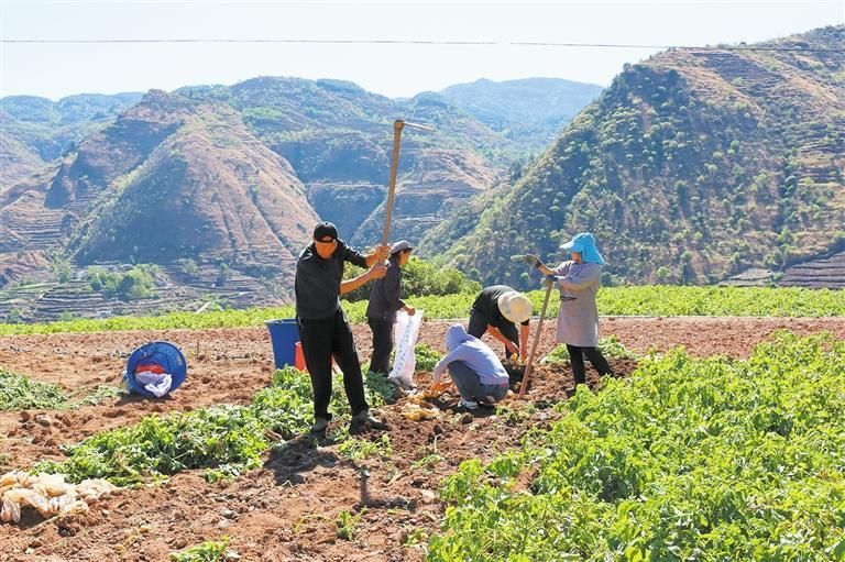 会泽：弯弯寨村冬早马铃薯丰收