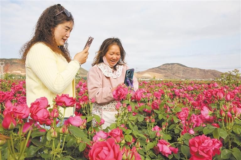 会泽娜姑镇：食用玫瑰花开正艳